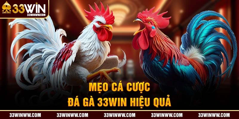 Mẹo cá cược đá gà 33WIN hiệu quả được chia sẻ từ cao thủ