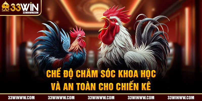 Hướng dẫn cách nuôi gà đá với chế độ chăm sóc khoa học