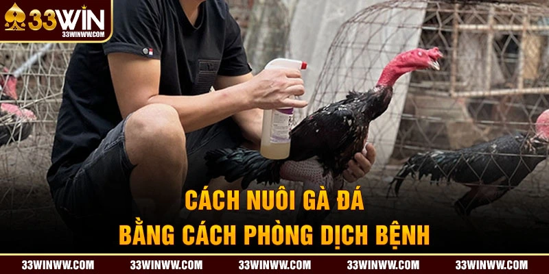 Kinh nghiệm phòng bệnh trong cách nuôi gà đá 