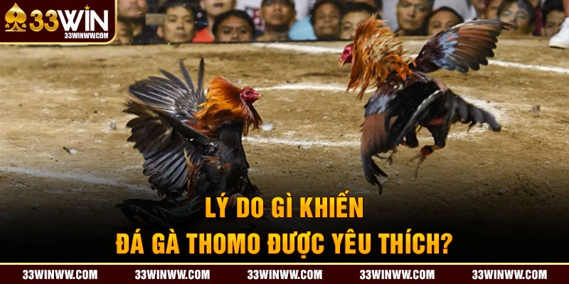 Sự công bằng và minh bạch của các trận đá gà Thomo 