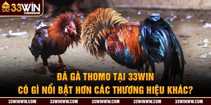 Đá gà Thomo tại 33Win có gì nổi bật hơn các thương hiệu khác? 