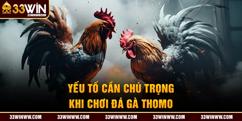 Yếu tố cần chú trọng khi chơi đá gà Thomo 