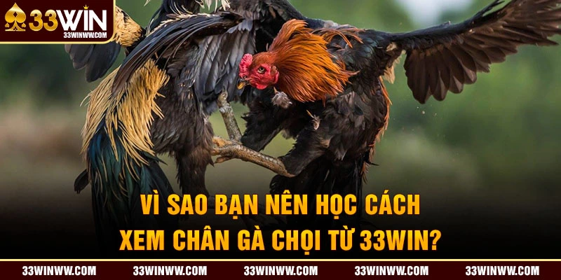 Lý do bạn nên học cách xem chân gà chọi 