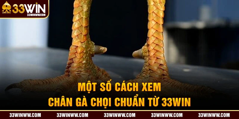 Một số cách xem chân gà chọi chuẩn từ 33Win