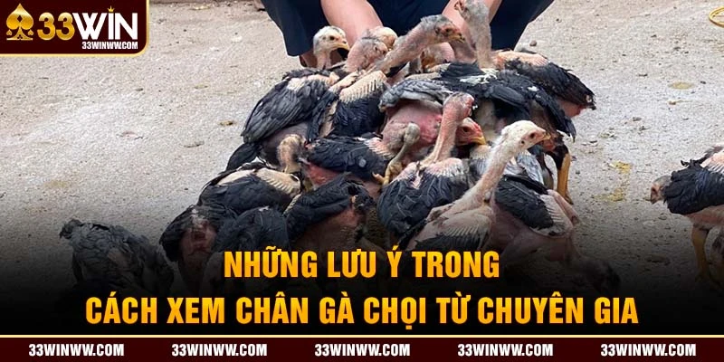 Những lưu ý trong cách xem chân gà chọi từ chuyên gia