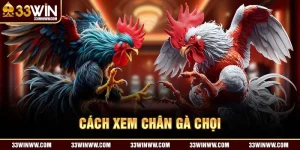 Avartar Cách xem chân gà chọi